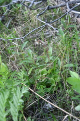 Micranthes nelsoniana aestivalis
