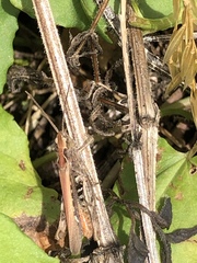 Chorthippus brunneus