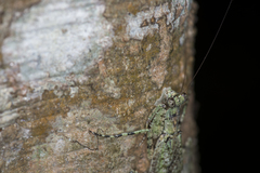 Theopompa ophthalmica