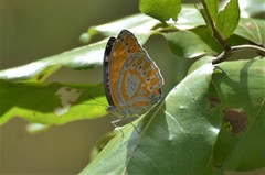 Euryphura concordia