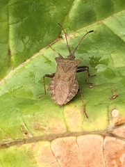 Coreus marginatus