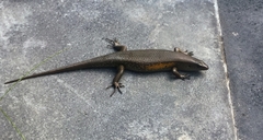 Eutropis multifasciata