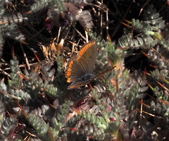 Kretania nichollae