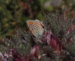Kretania nichollae