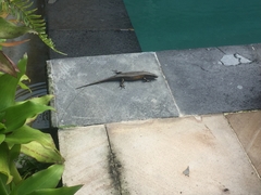 Eutropis multifasciata