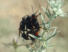 Palmodes strigulosus