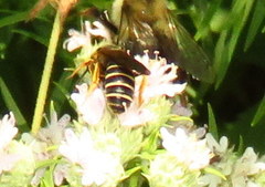 Halictus rubicundus