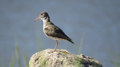 Actitis macularius