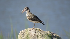 Actitis macularius
