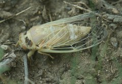 Cicadatra platyptera