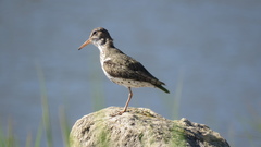 Actitis macularius