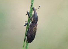 Lixus vilis