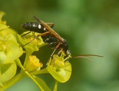 Cryptocheilus variabilis