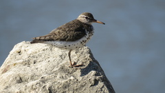 Actitis macularius