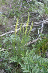 Pedicularis incarnata