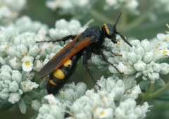 Scolia fuciformis