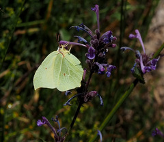 Gonepteryx farinosa