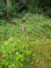 Digitalis purpurea