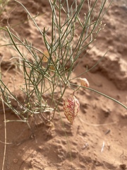 Astragalus ceramicus