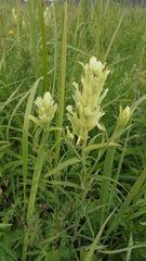 Castilleja pallida