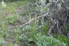 Pedicularis incarnata