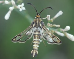 Chamaesphecia bibioniformis
