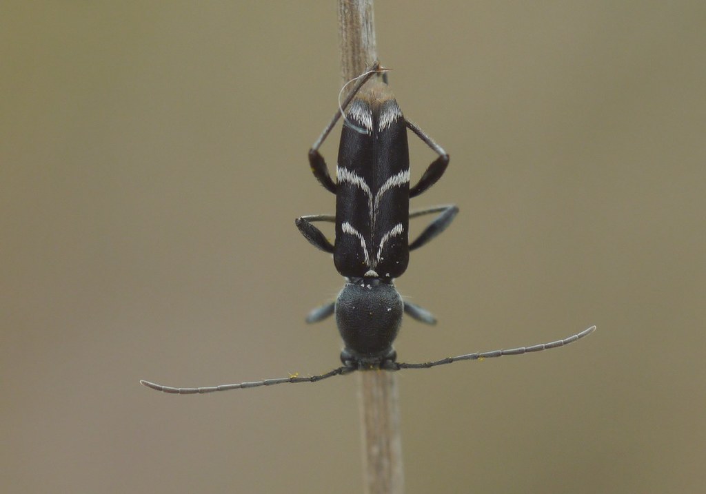 Chlorophorus sartor