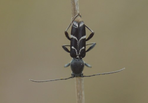 Chlorophorus sartor