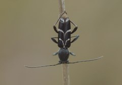 Chlorophorus sartor
