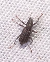 Stenelmis