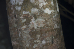 Theopompa ophthalmica