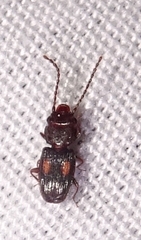 Laemophloeidae