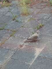 Streptopelia decaocto