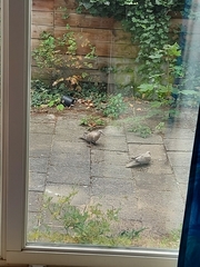 Streptopelia decaocto