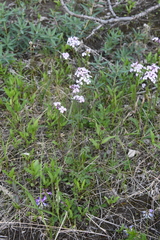 Cardamine macrophylla