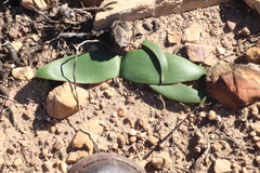 Haemanthus