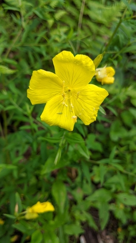 Image of Oenothera tetragona by (c) Zoe O., some rights reserved (CC BY)