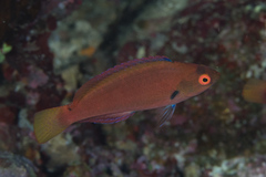 Cirrhilabrus punctatus