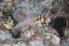 Crossosalarias macrospilus