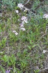 Cardamine macrophylla