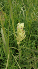 Castilleja pallida