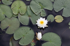 Nymphaea odorata
