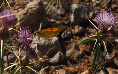 Colias aurorina