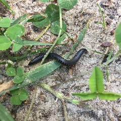 Rossiulus kessleri