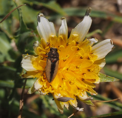 Acmaeodera flavolineata