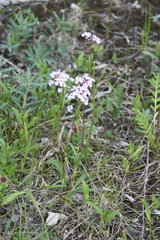Saxifraga cernua