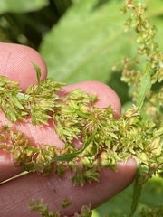 Rumex obtusifolius obtusifolius