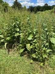 Rumex obtusifolius obtusifolius