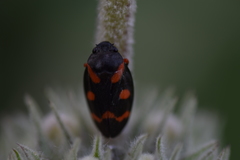 Cercopis intermedia