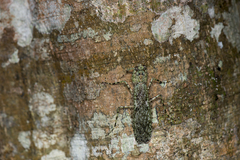 Theopompa ophthalmica